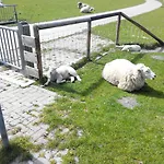 Auf Dem Alten Deich * Sande