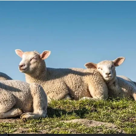 Auf Dem Alten Deich Apartamento *